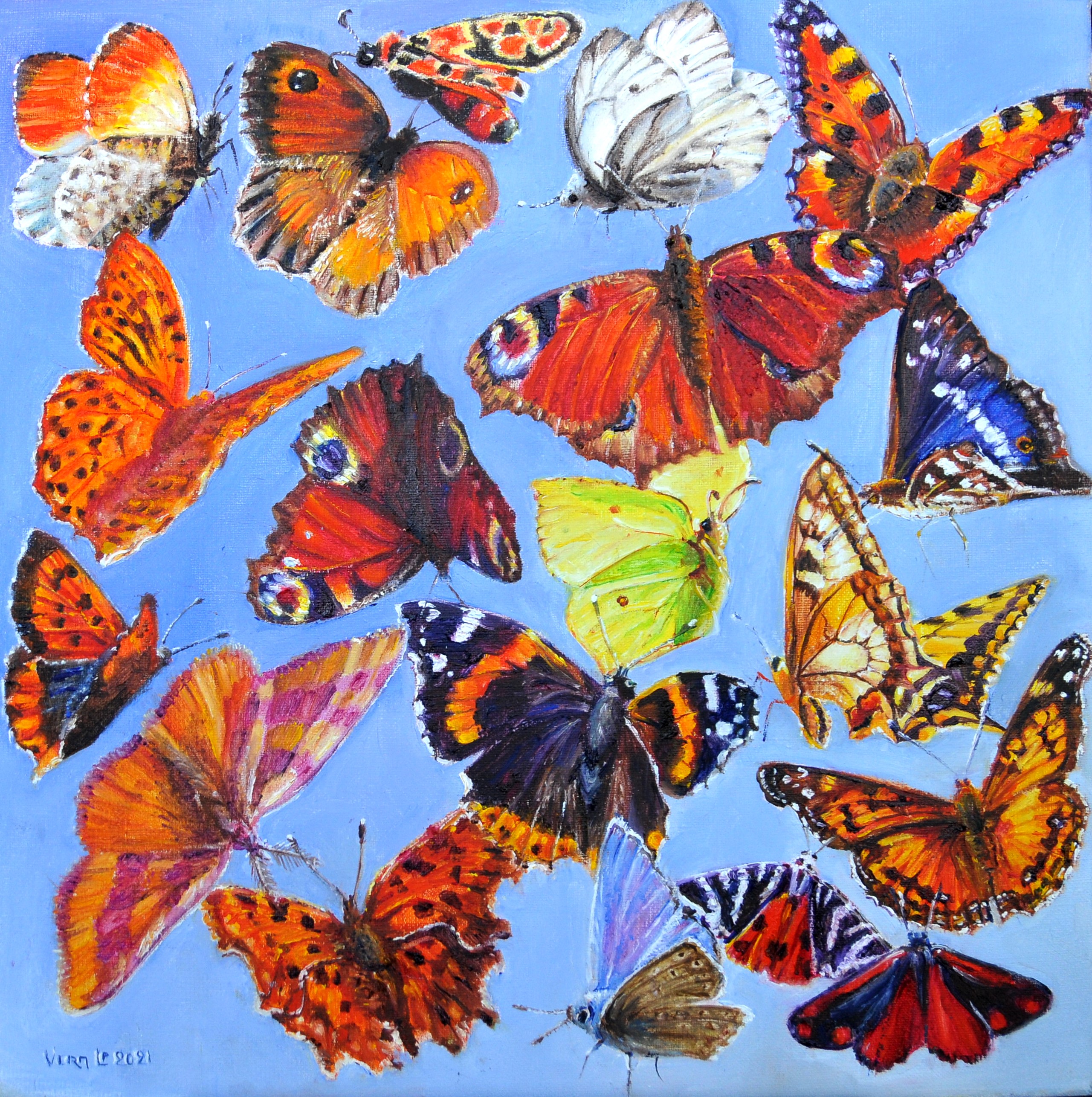 Papillons européens | Huile sur toile de lin | Année: 2021 | Dimensions: 40x40cm